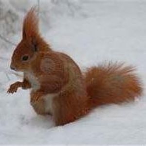 Meet your Posher, Bonnie